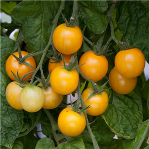 Tomato Cherry 'Golden Crown'